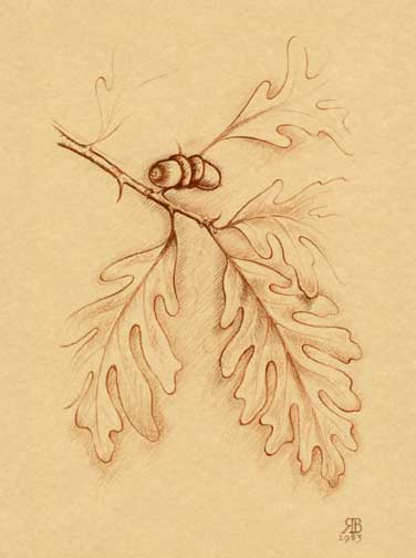 oak leaves